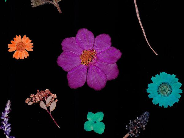 Decoratieve afbeelding van bloemen tegen een zwarte achtergrond.